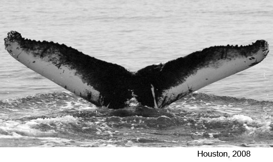 [0846f_08houston.jpg]