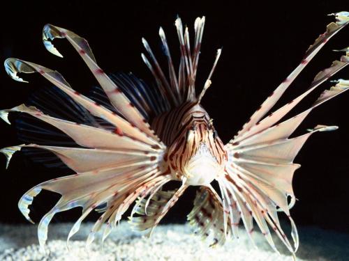 fish care guides