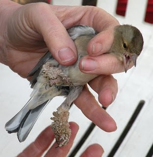 bird diseases bird diseases