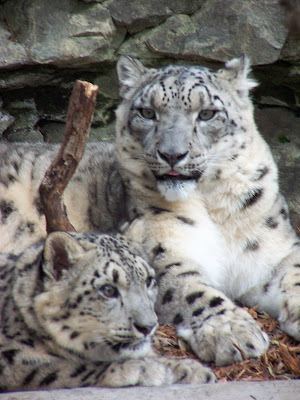 Some Information Regarding Snow Leopards
