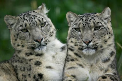 Big Cat Snow Leopard