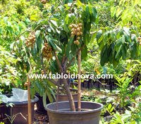 [tabulampot+lengkeng+medium.jpg]