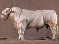 Hipertrofia muscular (bovino)