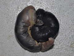 Intususcepción (felino, intestino cerrado)