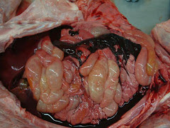 Hemorragia en cavidad abdominal (hemoperitoneo, cerdo)