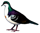 [Mindoro+Bleeding+Heart+1.gif]