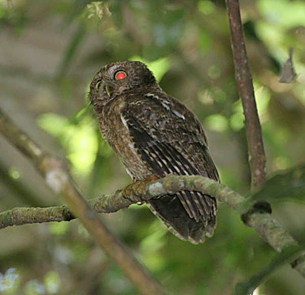 [MindoroBoobook.jpg]