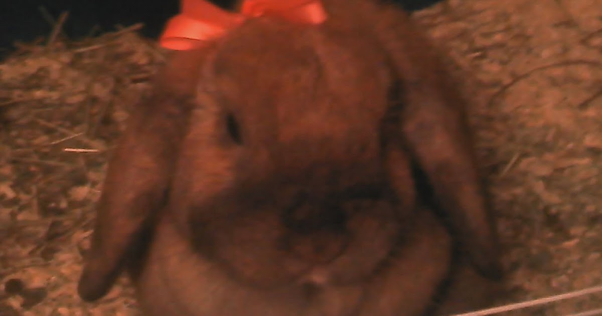 Girl In Your World: Year of the Rabbit
