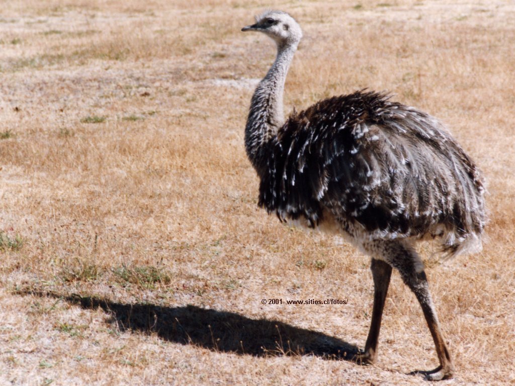 Nandu Net Worth