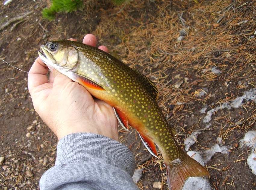 ColoradoCasters Let’s get to know…The Brook Trout