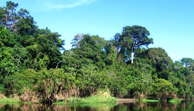 EN PAIS TROPICALES en pais tropicales: