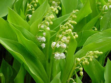 Vôtre MUGUET...