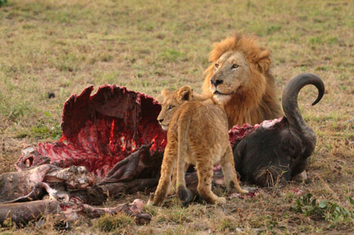 Lions Catching Prey