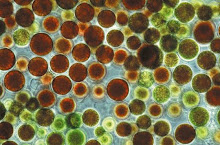 What is moisturizing Algae?