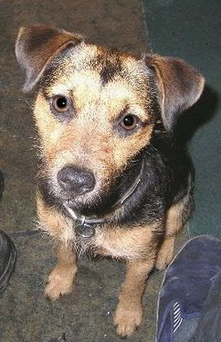 My Name Is Norman Wire Fox Terriers Do Not Have To Be Stripped