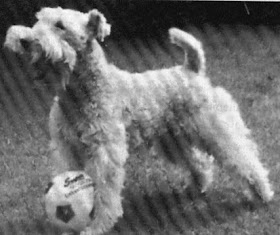 My Name Is Norman Wire Fox Terriers Do Not Have To Be Stripped