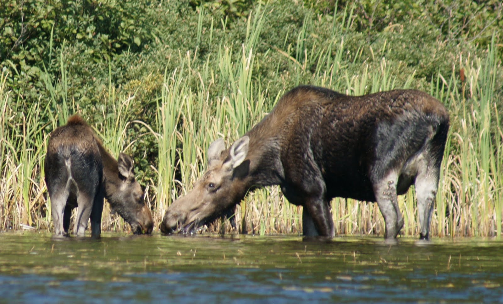 moose eating