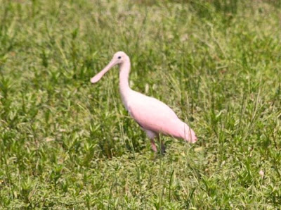 roseate spoonbill