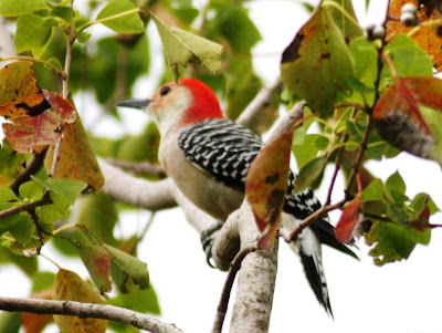 click image to enlarge