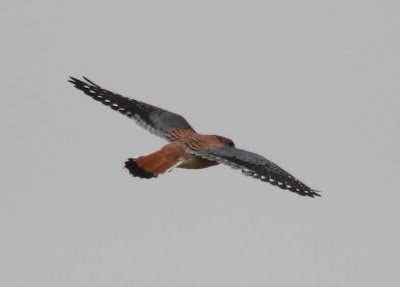 click image to enlarge