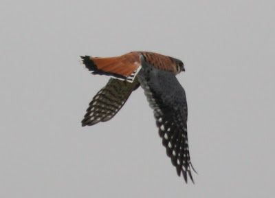 click image to enlarge