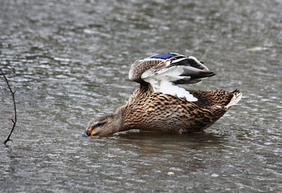 click image to enlarge
