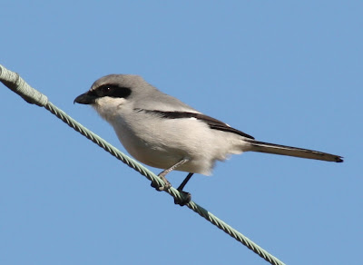 click image to enlarge