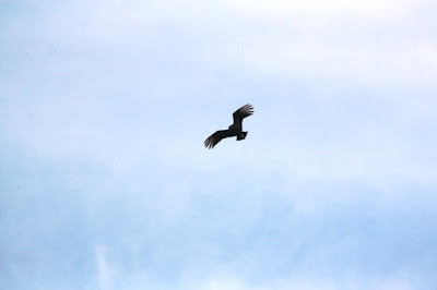 click image to enlarge