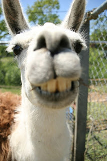 Bucktooth Llama