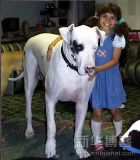 World's Biggest Dog http://blogspode.blogspot.com