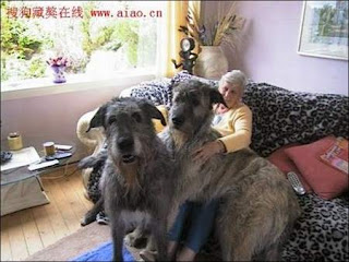 World's Biggest Dog http://blogspode.blogspot.com