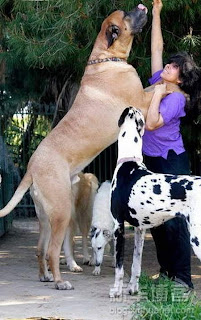 World's Biggest Dog http://blogspode.blogspot.com
