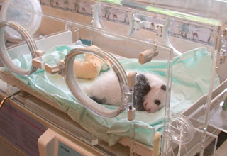 Little Panda