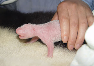 Little Panda