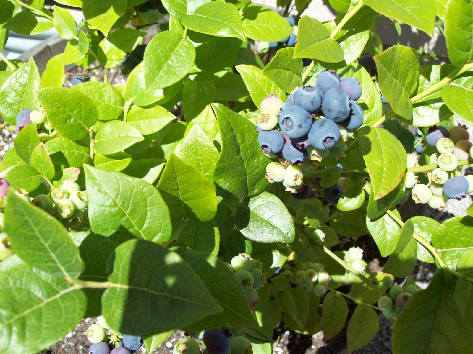 April�s Homemaking Blueberries!