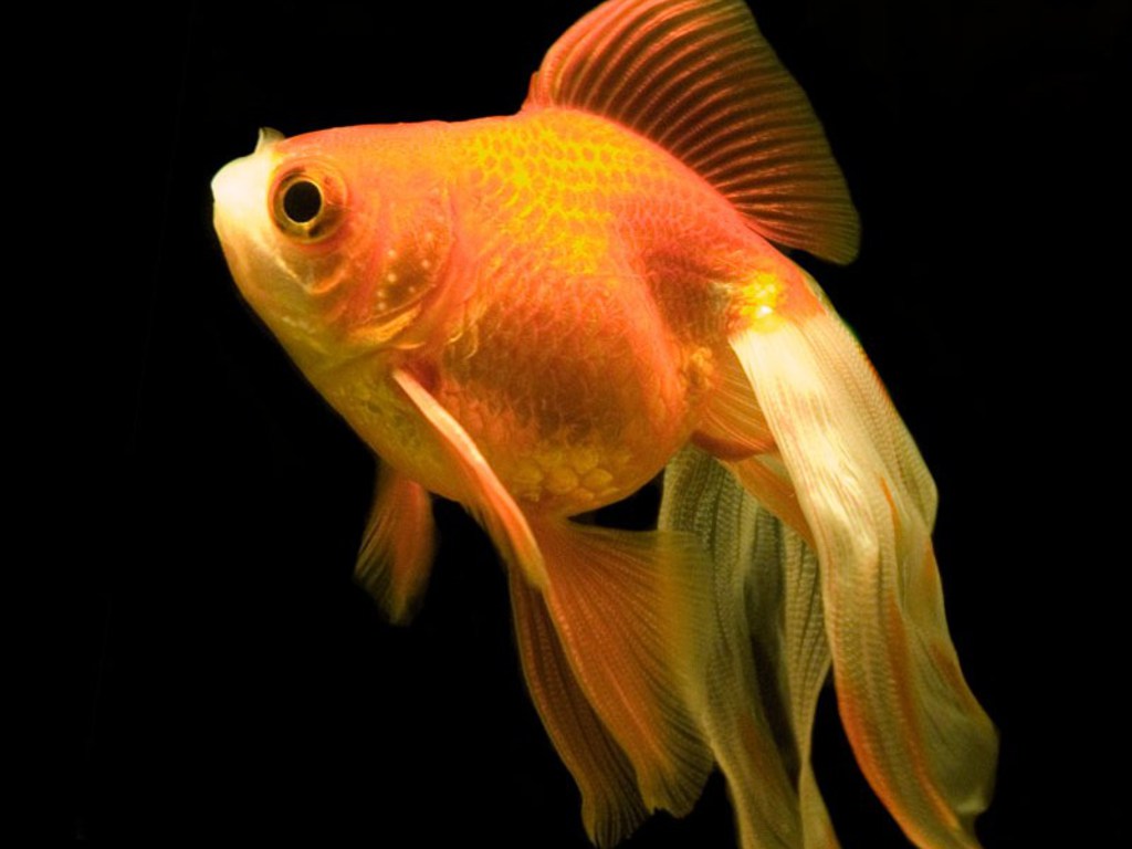 http://4.bp.blogspot.com/_EAViqbzwc_s/TKGO-ENfExI/AAAAAAAABWc/RknxepI2HLI/s1600/fish+(8).jpg