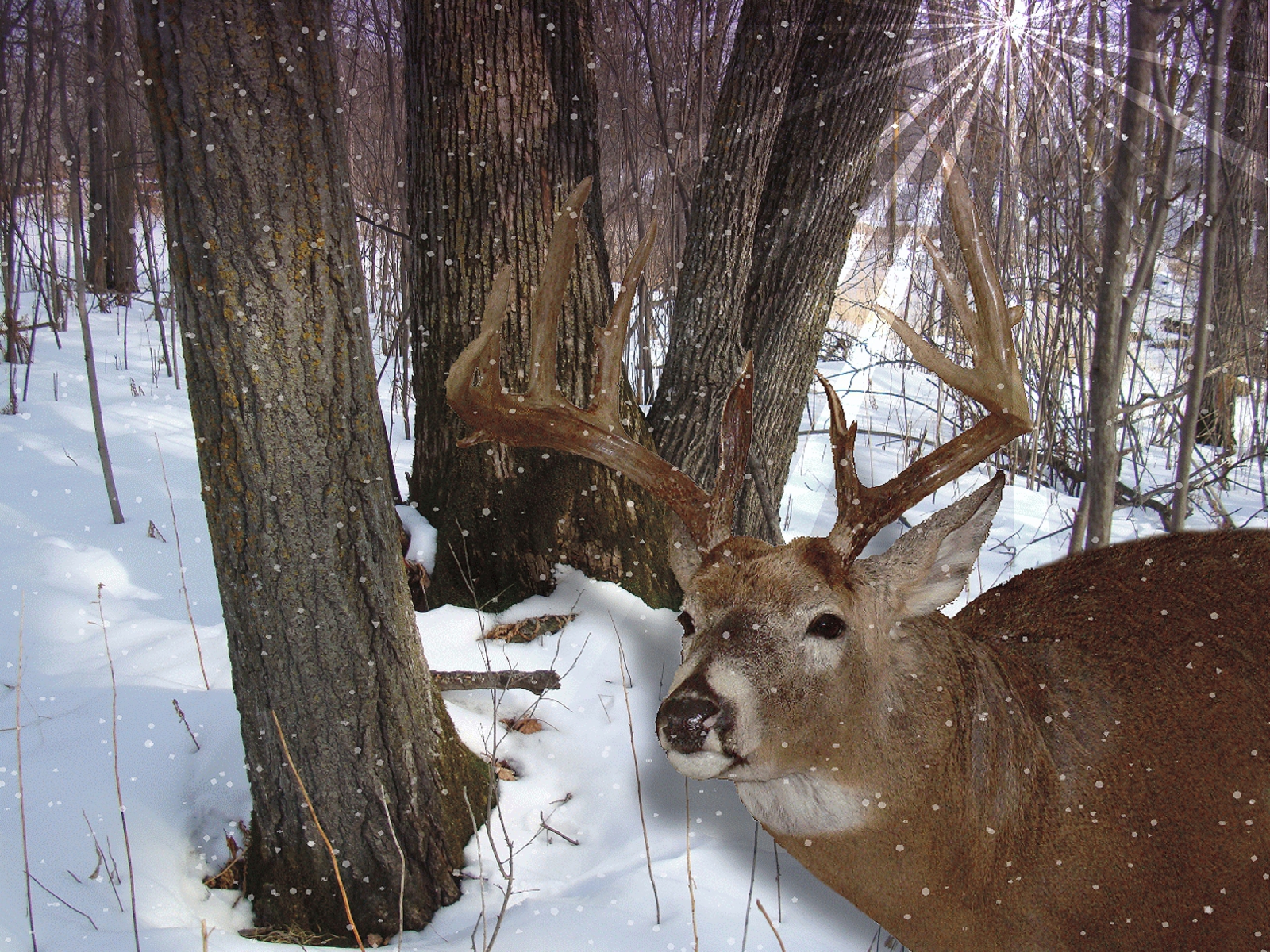 http://4.bp.blogspot.com/_EAViqbzwc_s/TN_R3XPpe5I/AAAAAAAACDE/OA-z4J_noMY/s1600/DeerInTheWoods.jpg