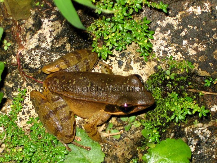 Biodiversity of Sri Lanka Common wood Frog/Bronzed frog (Hylarana
