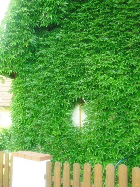 Shabby Landhaus: Juni 2010