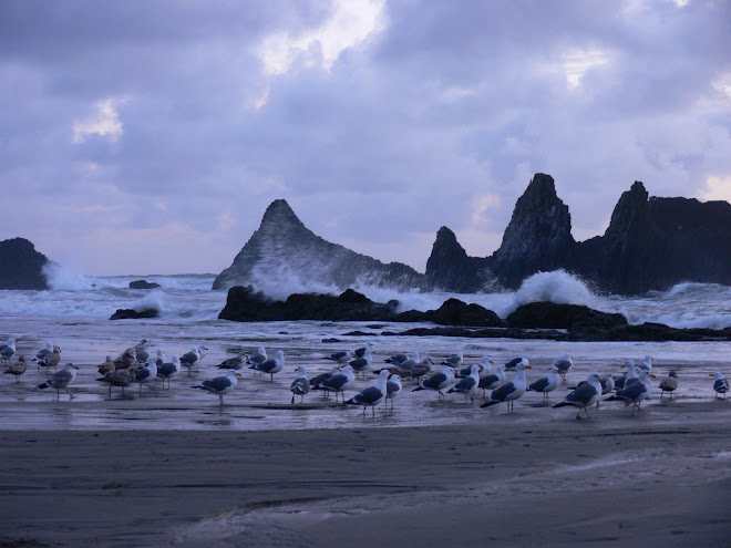 Seagulls on the Beach