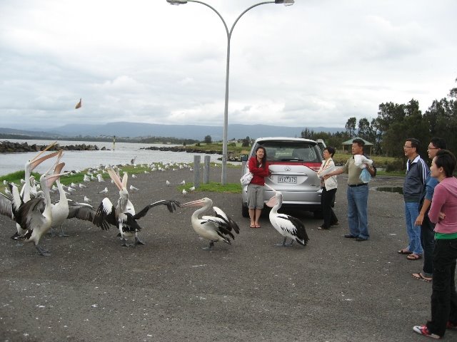 [feed+pelicans.jpg]
