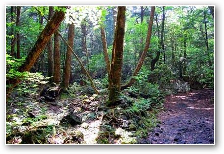 aokigahara forest japan. Aokigahara Forest, with its