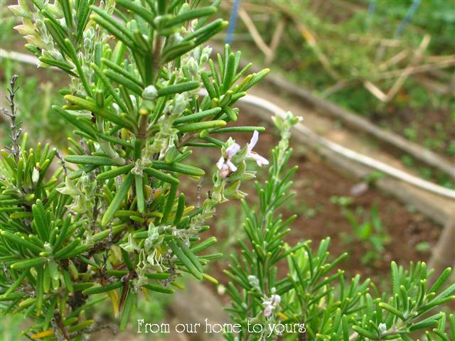 [AlecrimSitio+001+(Small).jpg]