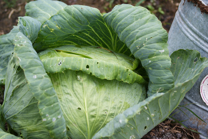 GIANT CABBAGE
