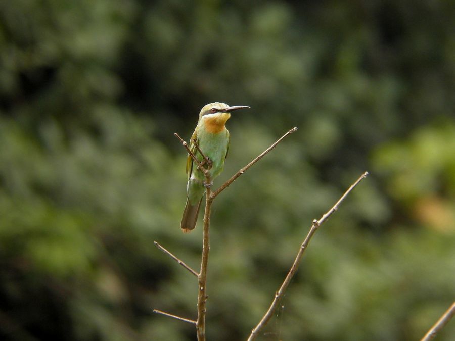 [Bee-Eater,+Blue-+cheeked+1954+9C.jpg]