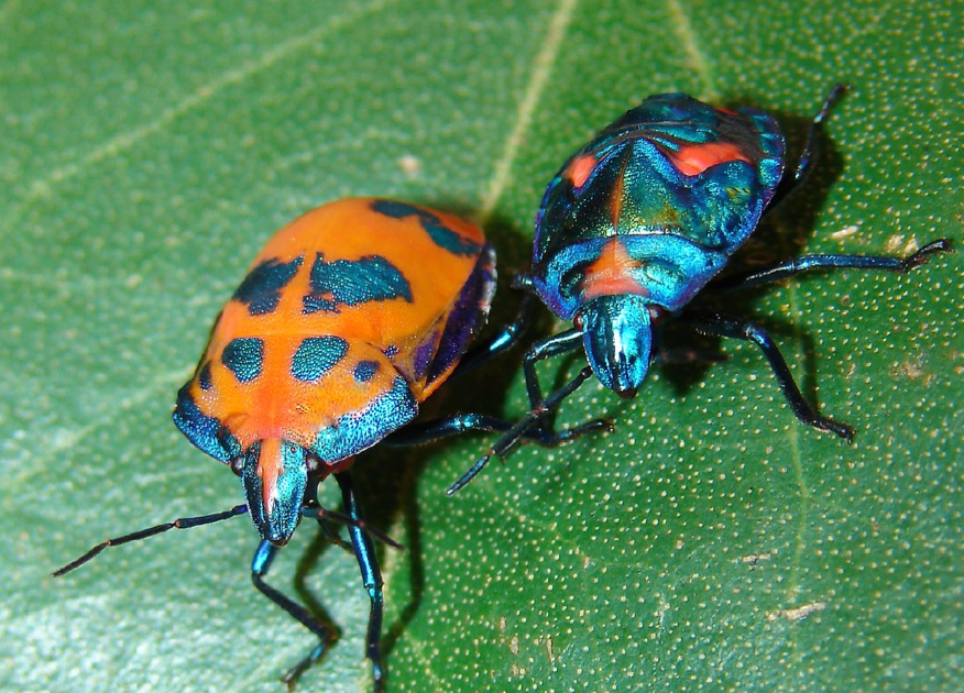 Sustainable Lifestyle Toolbox Dealing with Harlequin Bugs