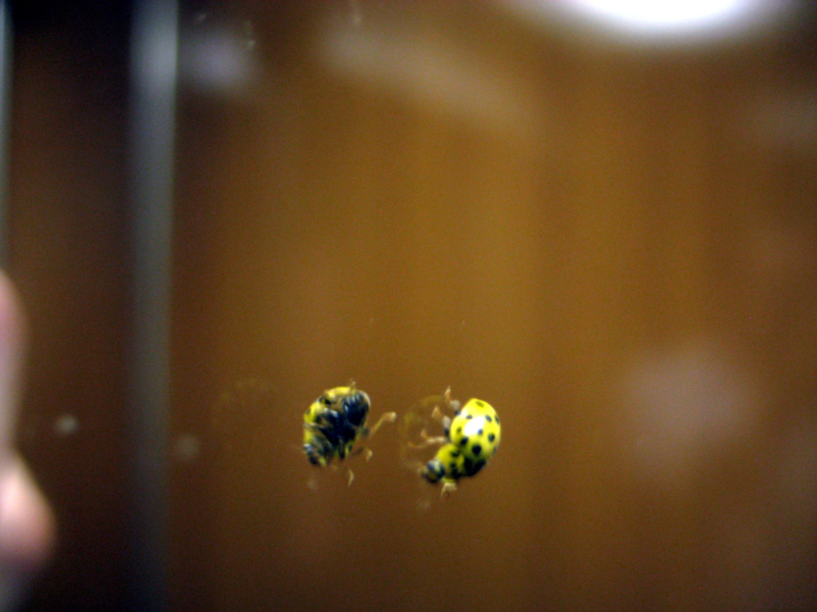 [coccinella_mirror.jpg]