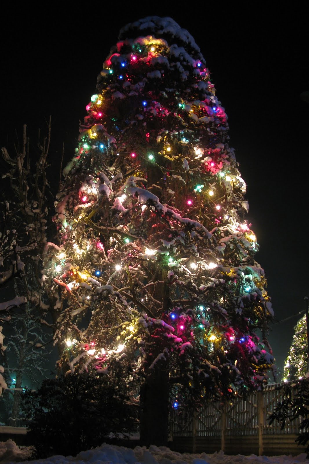 [alberello_di_natale.jpg]