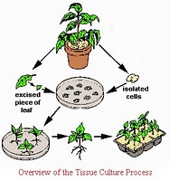 Informasi Pendidikan Dan Sosial Sifat Totipotensi Untuk Kultur Jaringan