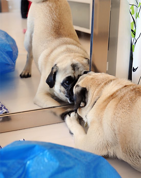 The Daily Puglet NEW PUG IN THE HOUSE?